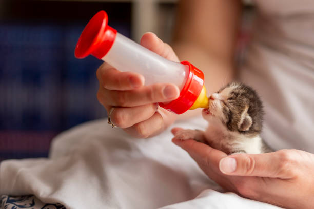 istock Woman bottle-feeding a kitten 1181410134