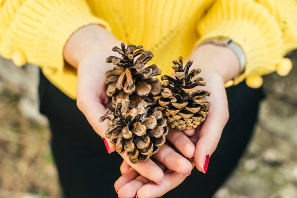 istock Hand holding pine cone stock photo 1181410272