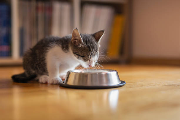 istock Baby cat licking milk from a bowl 1181410833