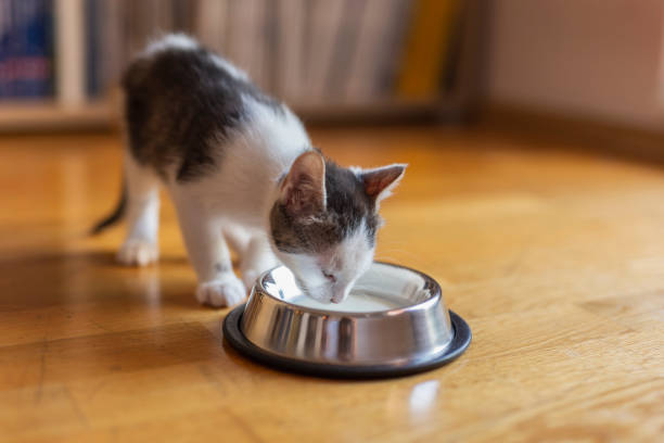 istock Baby cat licking milk 1181410894