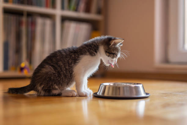 istock Kitten licking milk from a bowl 1181410923