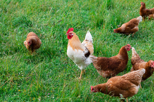 istock Cock between many chickens on a green meadow, close up view 1181410935