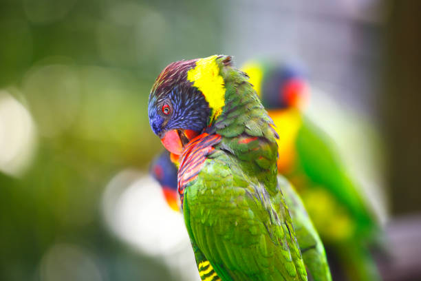 Colorful and birds