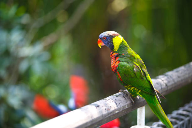 istock Colorful and birds 1181411065