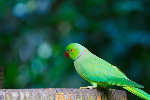 istock Green and birds 1181411114