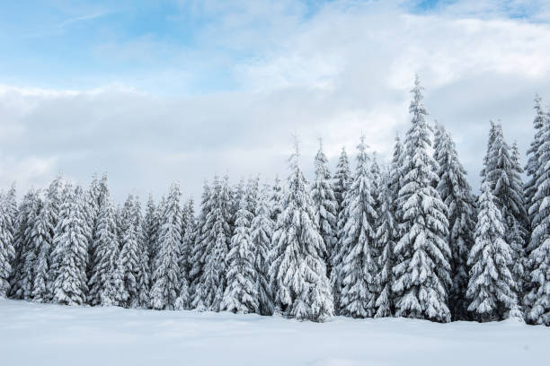 istock Fairy winter landscape with fir trees 1181411384