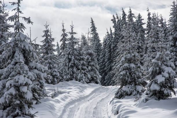 istock Winter trees covered with fresh snow 1181411392