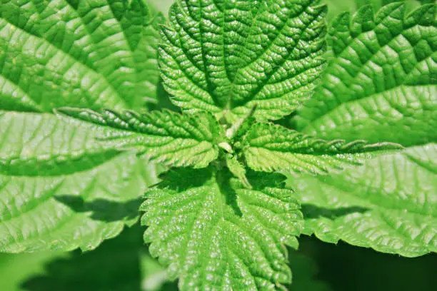 close up of a stinging nettle (Urtica dioica)
