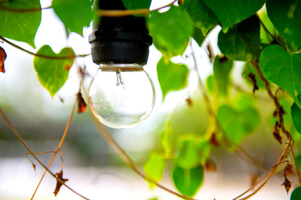 istock The bulbs are hung in long rows background nature 1181411565