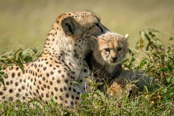 istock Close-up of cheetah resting with young cub 1181412579