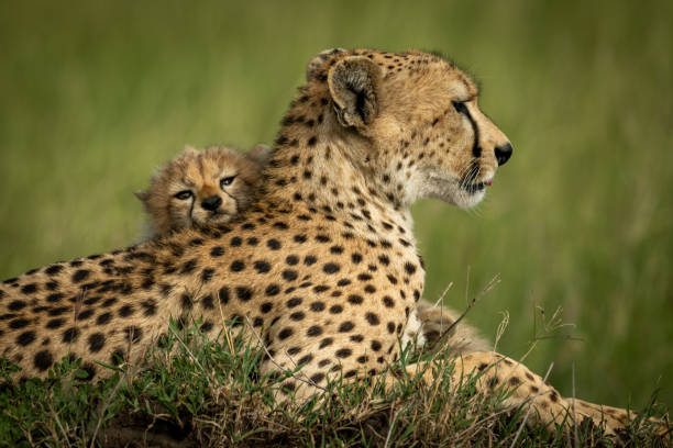 istock Close-up of cub resting head on cheetah 1181412647