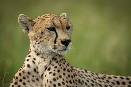 Cheetah lying down in the grass and looking at the camera on the African savannah