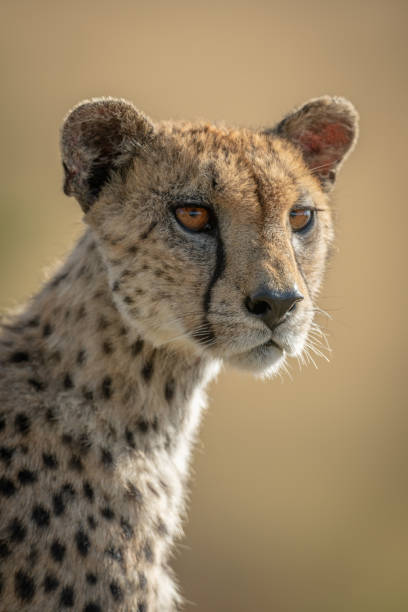 istock Close-up of female cheetah looking down 1181412833
