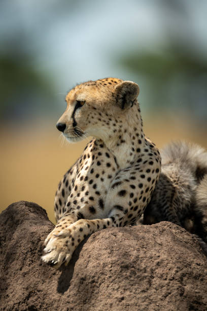 istock Close-up of cheetah lying on termite mound 1181412854