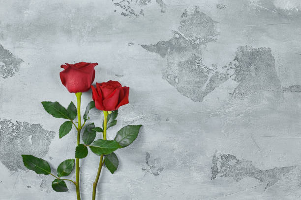 istock Red roses lie on a textured light background. Space for your text. 1181412915