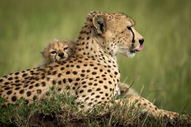 istock Close-up of cub lying head on cheetah 1181412982
