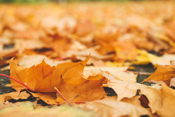 istock Fallen autumn leaves on whole background, space for text 1181413769