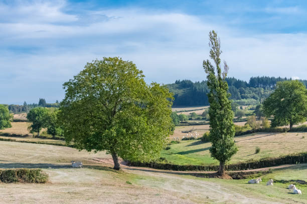 Fields in the campaign of Burgundy in France, white cows lying