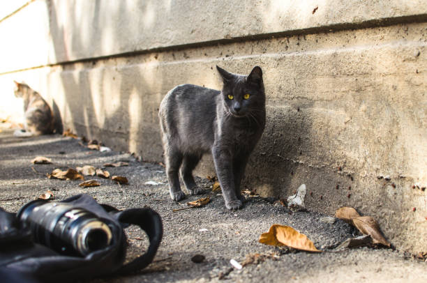 istock A cat against a concrete wall looks at a backpack with a lens 1181414076