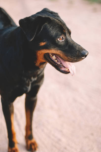istock Black Healthy Dog 1181414418