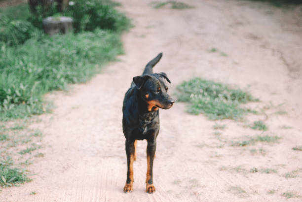 istock Black Healthy Dog 1181414510