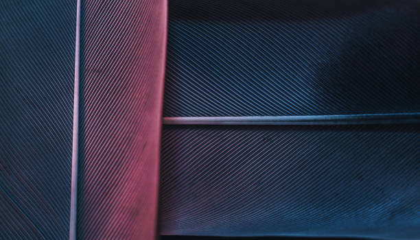 istock Close up Bird feather with blue red light. Beautiful background texture. Macro photography view. 1181414572