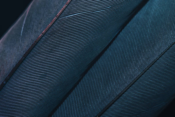 istock Close up Bird feather with blue red light. Beautiful background texture. Macro photography view. 1181414650