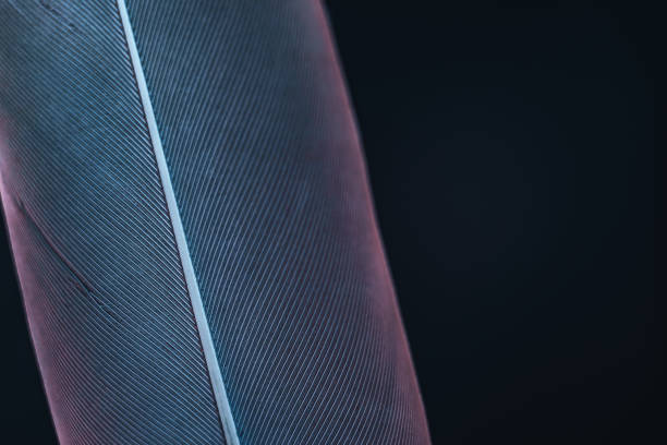 istock Close up beautiful Bird feather with blue red light on a black background texture. Macro photography view. 1181415200