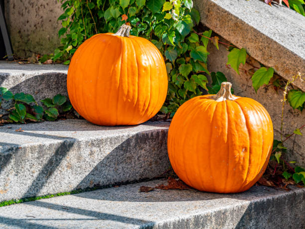 istock Big deco pumpkins in autumn 1181415773