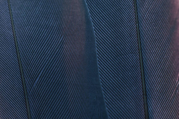 istock Close up Bird feather with blue red light. Beautiful background texture. Macro photography view. 1181415867