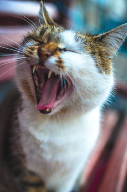 istock Full length cat yawns on a bench 1181415875