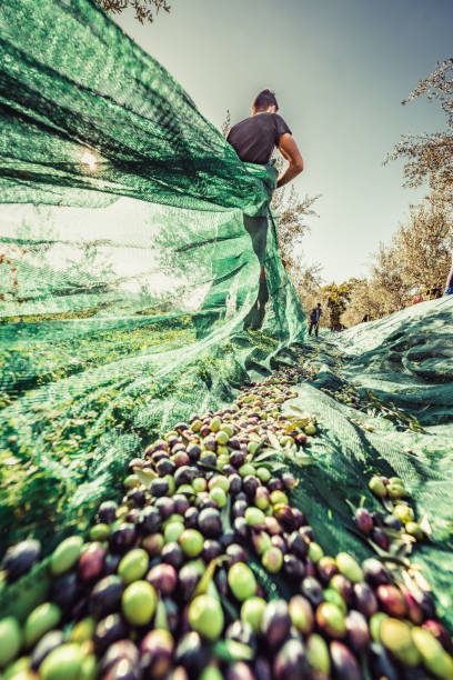Olive Harvest stock photo