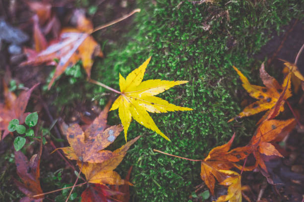 istock Japanese fallen leaves 1181416413