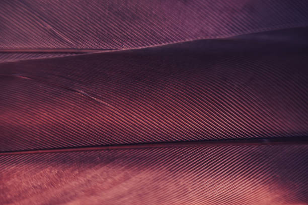 istock Close up Bird feather with blue red light. Beautiful background texture. Macro photography view. 1181416491