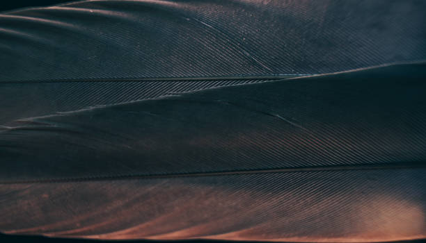 istock Close up Bird feather with gray light. Beautiful background texture. Macro photography view. 1181416529