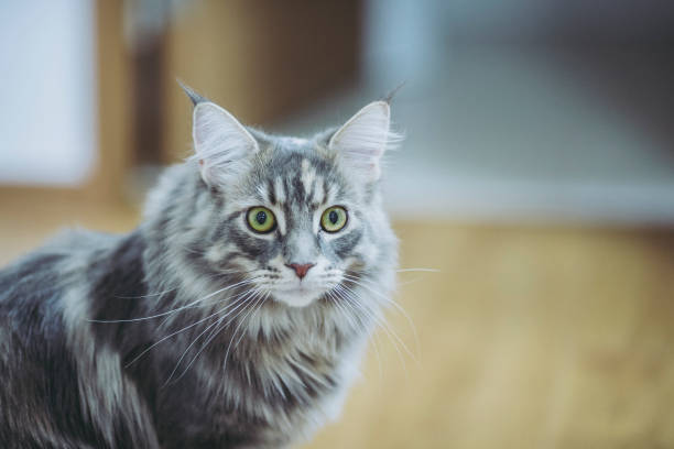 istock Maine Coon cat pet 1181418304