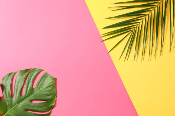 istock Different palm leaves on two color background, copy space 1181418454