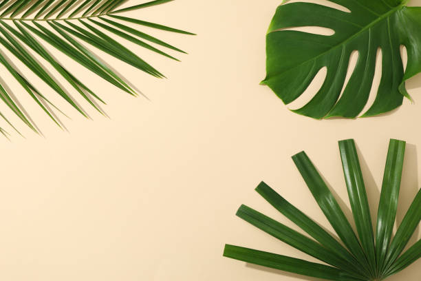 istock Different palm leaves on color background, copy space 1181418610