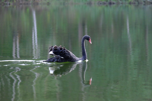 Black swan swimming on green lake water in sunny day, black swan on pond, nature series