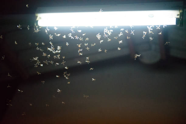 istock moth flying in the fire ,the neon light in night time, it's raining time. 1181419231