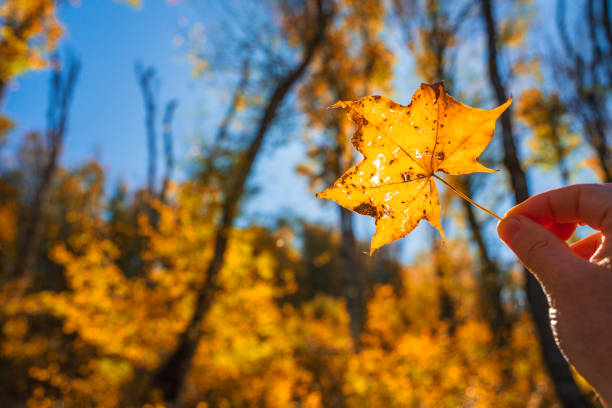 Colorful autumn leaf on blue sky background