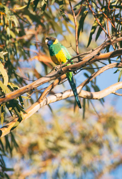 istock Australian Ringneck Parrot, Barnardius Zonarius 1181421967