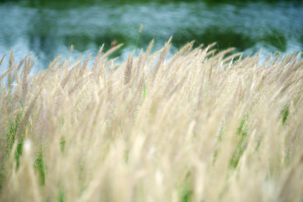 close up of beautiful reeds grass field