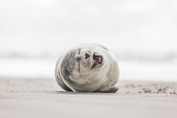 istock Little seal on the beach 1181423035