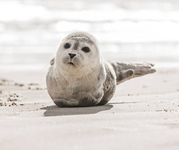 Little seal on the beach Little seal on the beach seal pup stock pictures, royalty-free photos & images