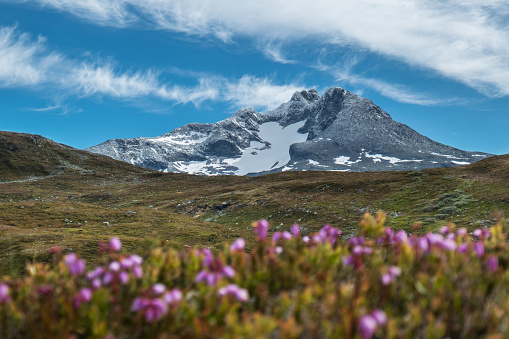 Looking at the southern mountain peaks of Jotunheimen, Norway. Heather in the foreground. Photo was taken along the road from Ovre Ardal towards Helgedalen