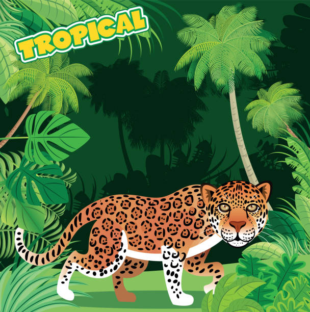 Leopard and Jungle Vector Leopard and Jungle java colombia stock illustrations
