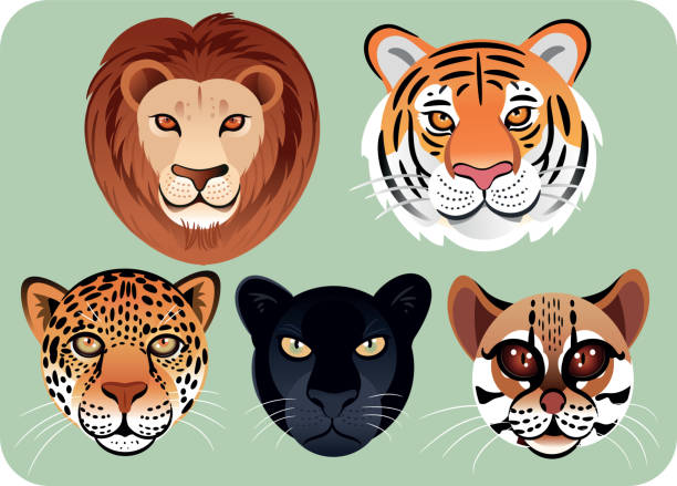 illustrations, cliparts, dessins animés et icônes de visage félin - big cat fun cute yellow