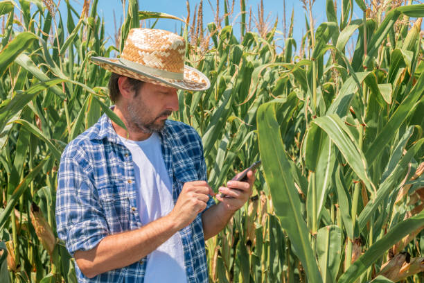 istock Farmer text messaging on mobile phone in corn maize field 1181423211