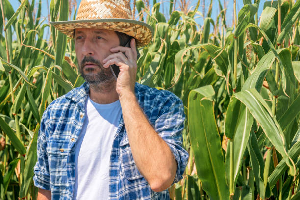 istock Farmer talking on mobile phone in corn maize field 1181423245